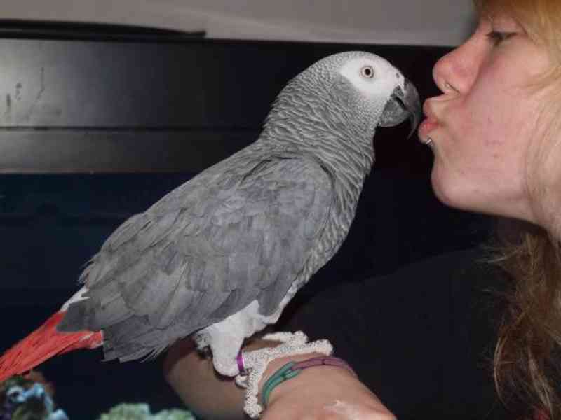 Zdraví afričtí šedí papoušci