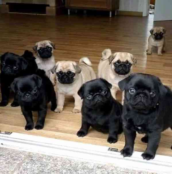 Mops-Welpen - foto 1