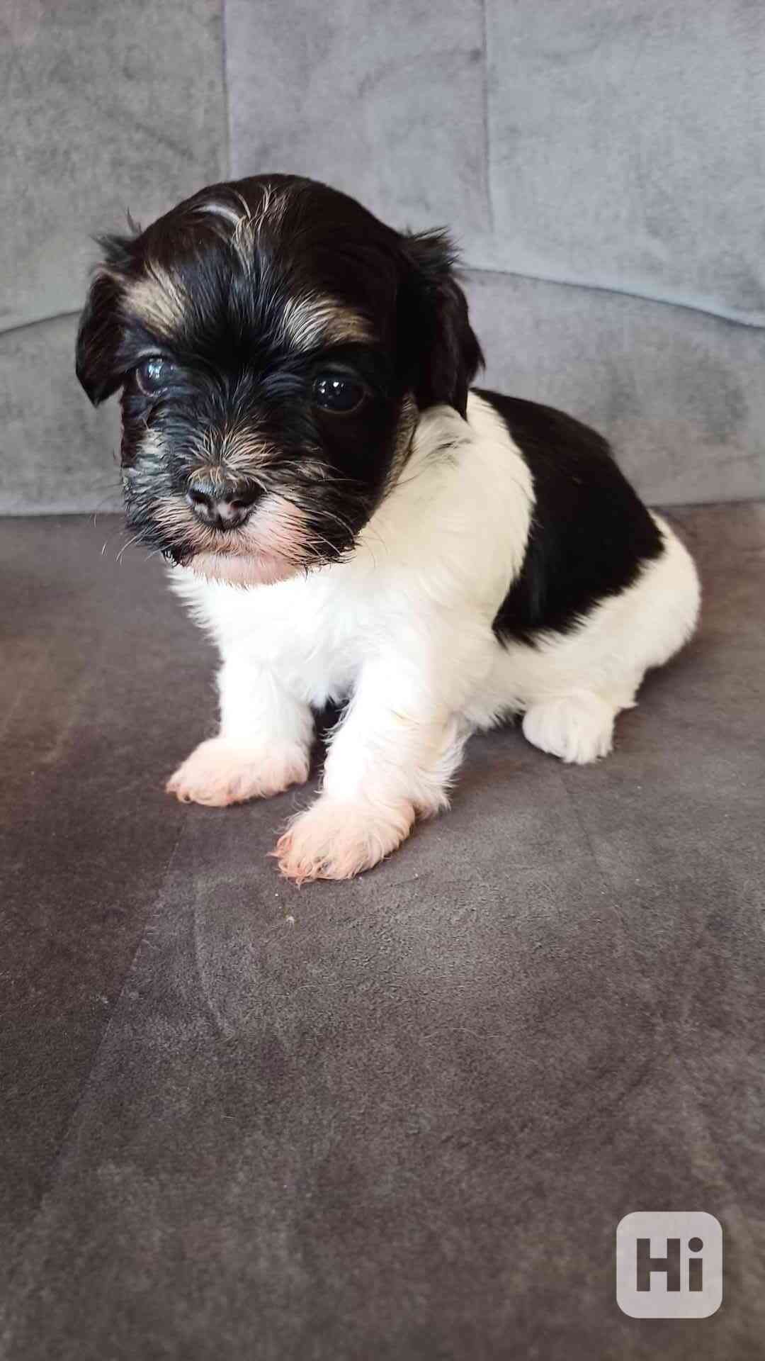 Havanský psík s PP - foto 1