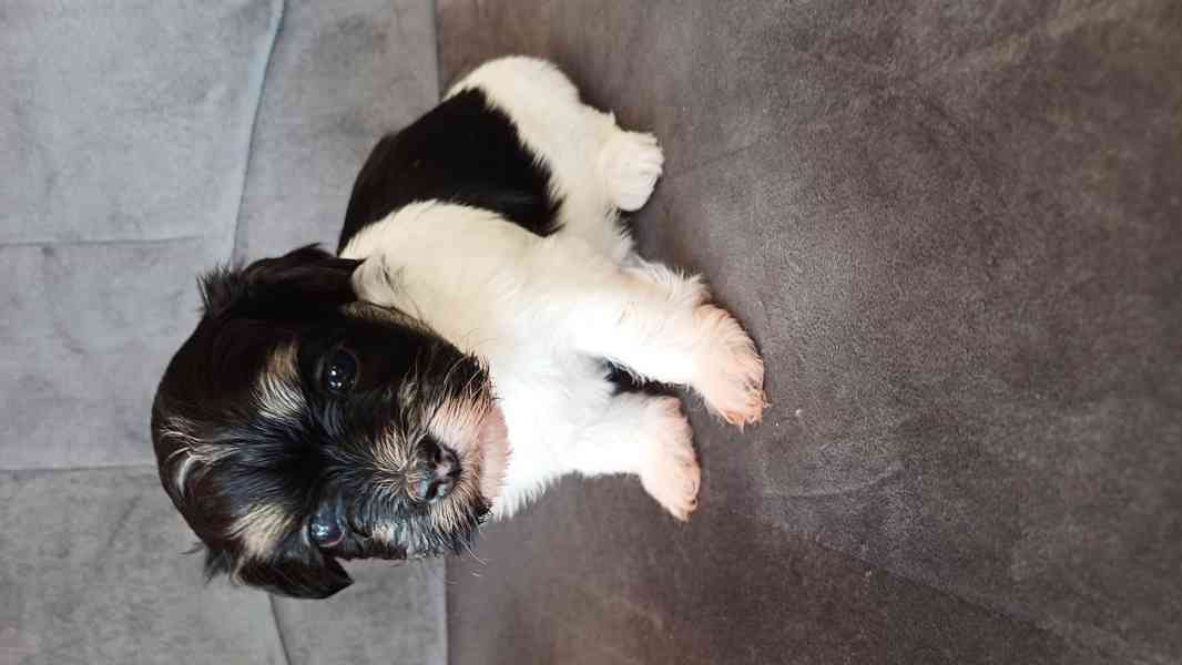 Havanský psík s PP - foto 1