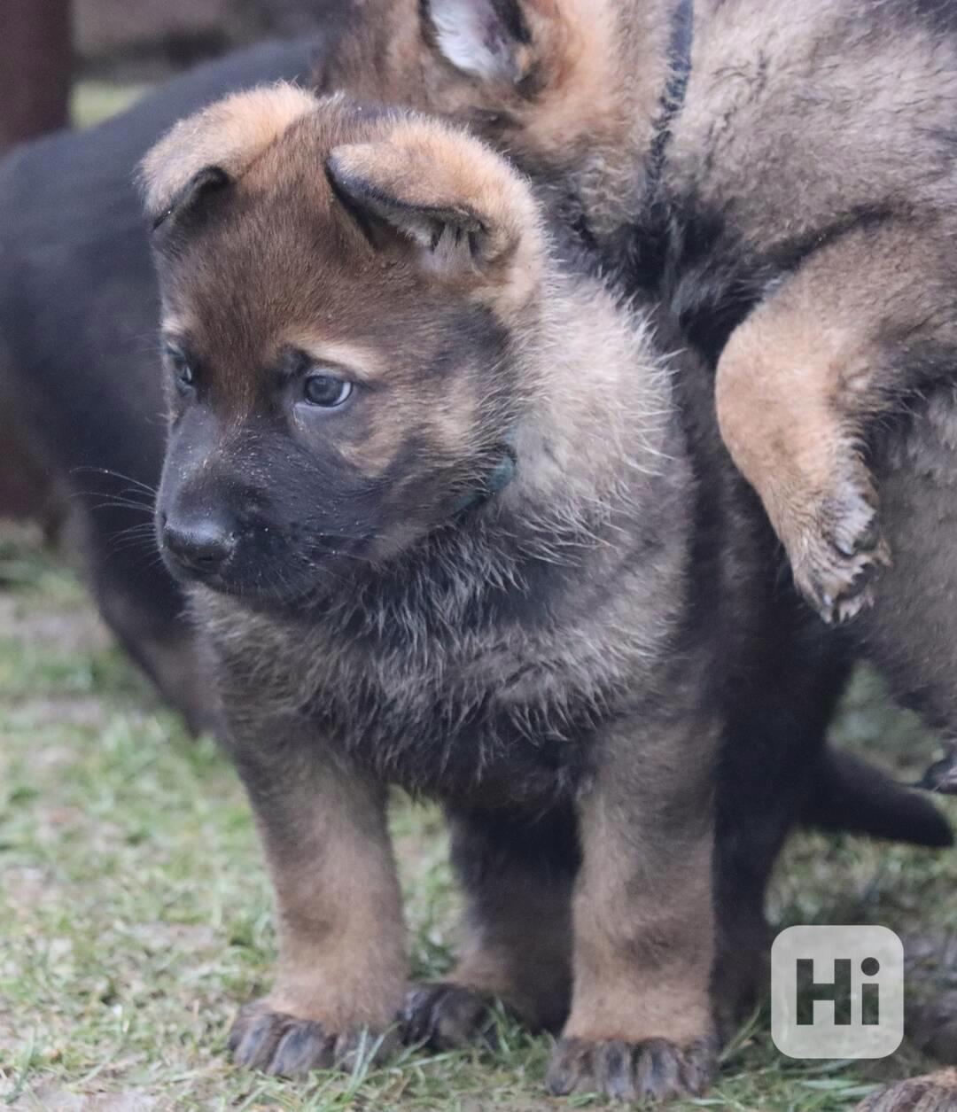 Německý ovčák s PP - foto 1