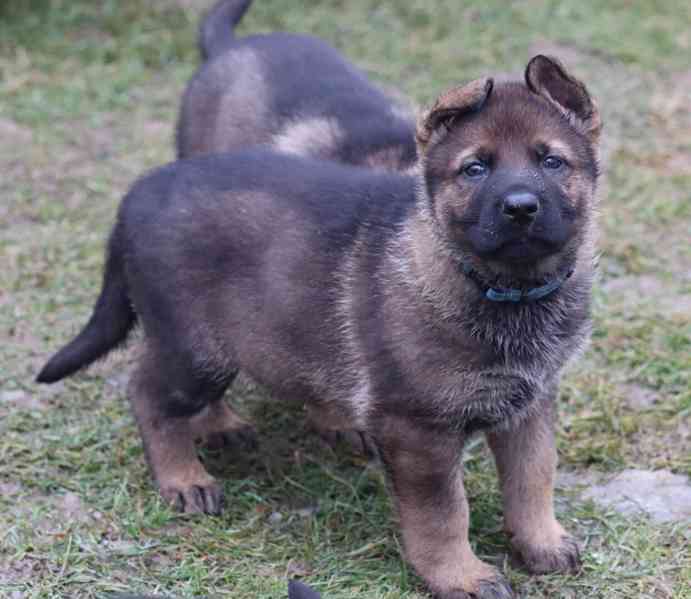 Německý ovčák s PP - foto 5