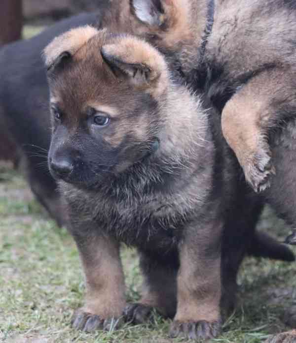 Německý ovčák s PP - foto 1