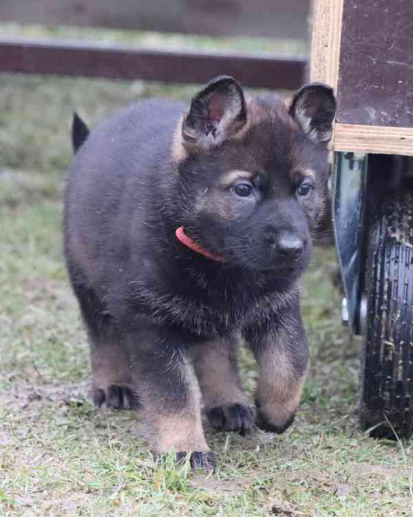 Německý ovčák s PP - foto 6