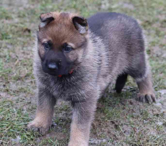 Německý ovčák s PP - foto 2