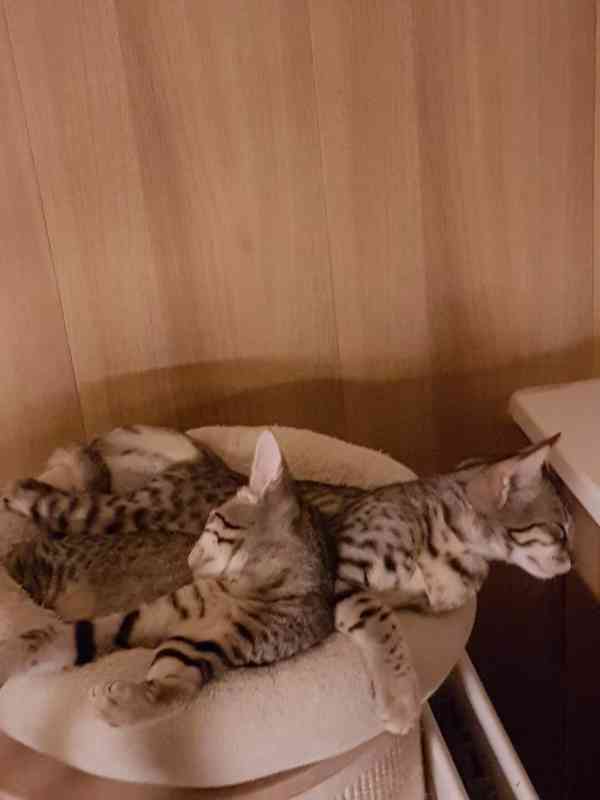 Savannah F6 sbt koťátka 1 kocourek a 1 kočička s PP - foto 6