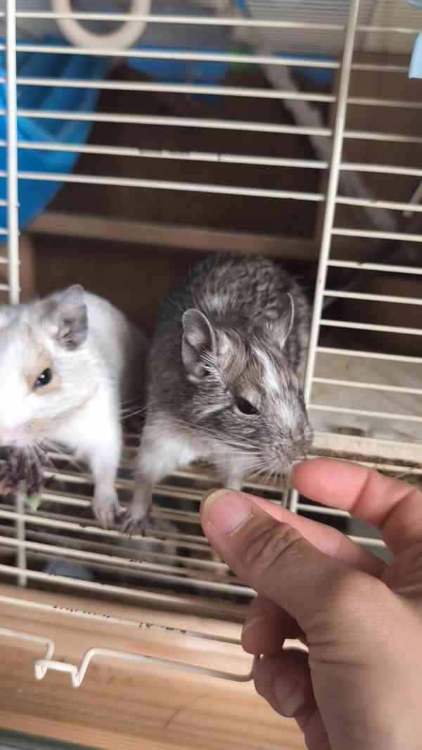 osmak degu - foto 4
