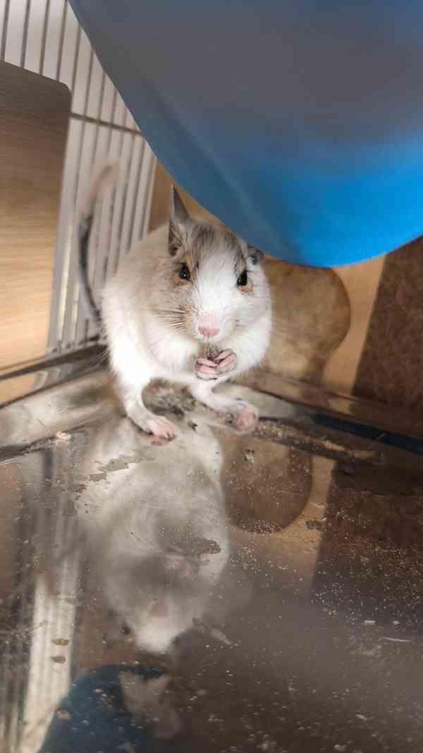 osmak degu - foto 3