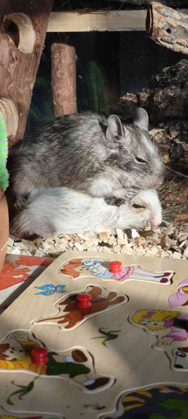 osmak degu - foto 2