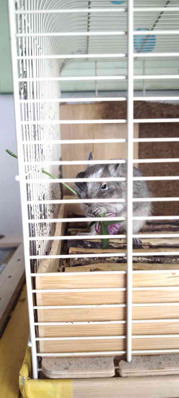 osmak degu - foto 5
