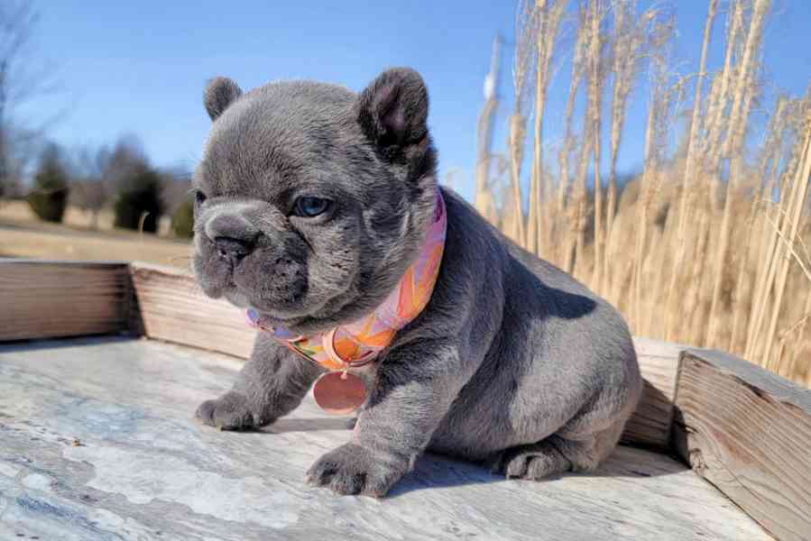 Štěňata francouzského buldoka - foto 2