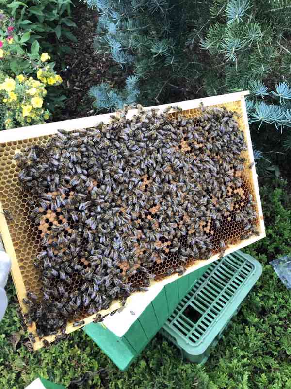 Objednávky na včelí oddělky 39x24 - 2024 - foto 1