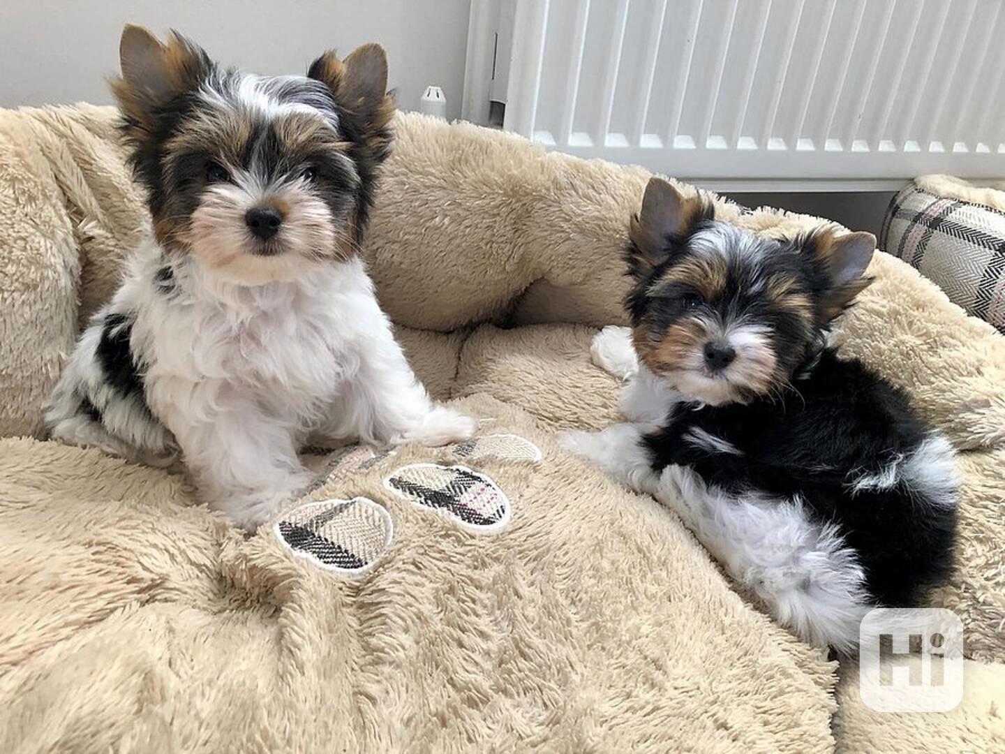 Biewer jorkširský teriér - foto 1