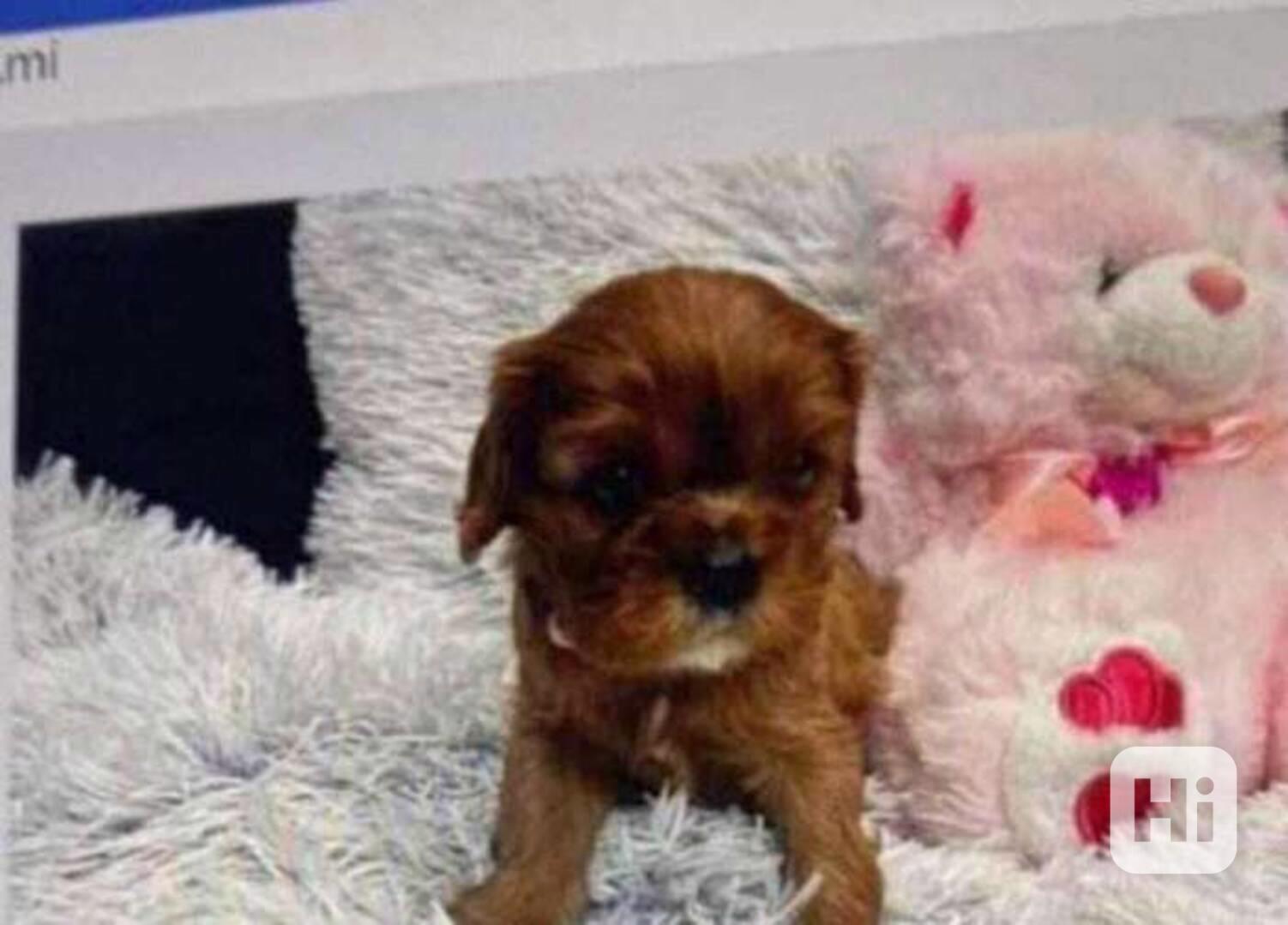 Prodám štěňata Ruby s PP Prodám kavalír king charles španěl  - foto 1
