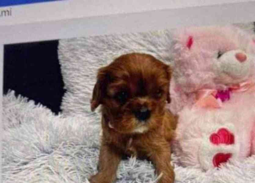 Prodám štěňata Ruby s PP Prodám kavalír king charles španěl  - foto 1