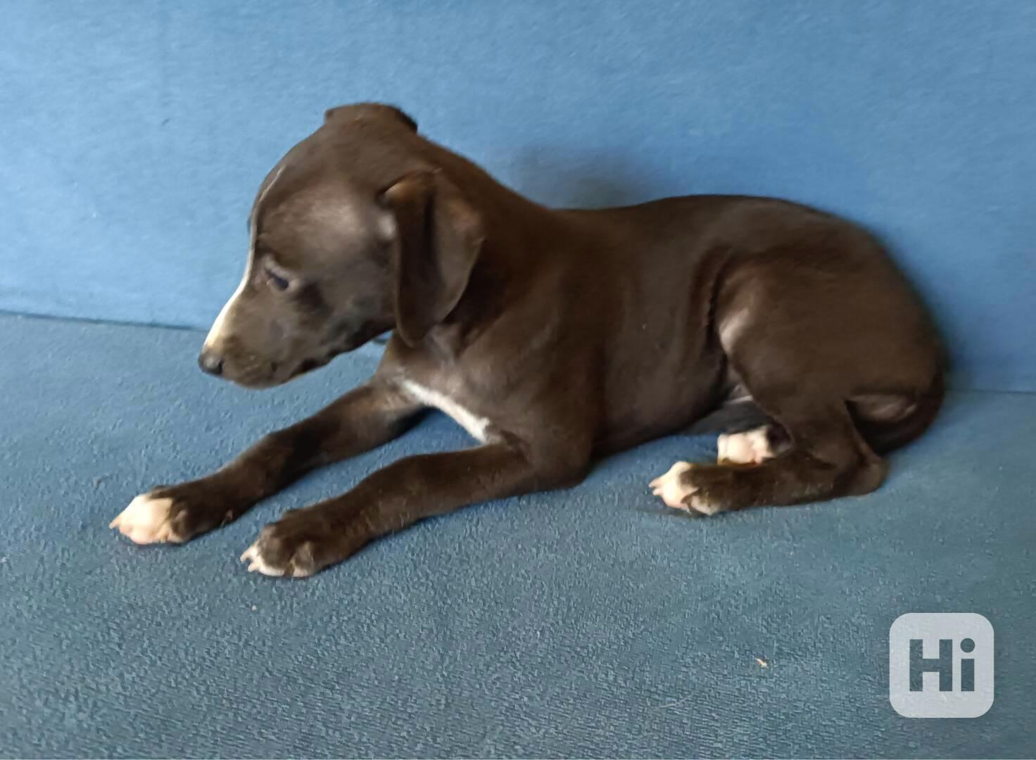 Whippet /Vipet/ - štěňata bez pp - foto 1