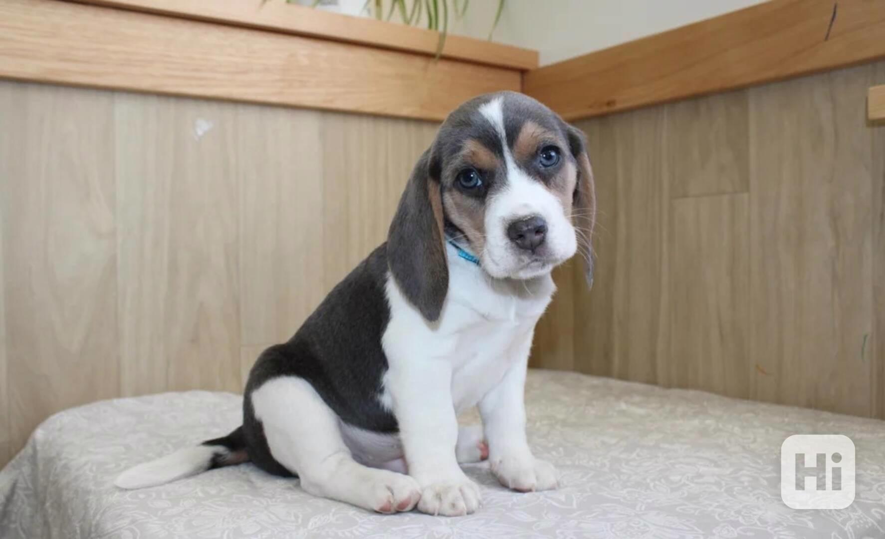 Štěňata bígla - foto 1