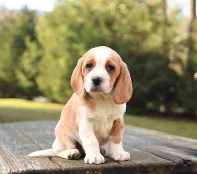 Štěňata bígla - foto 2