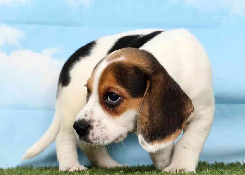 Štěňata bígla - foto 3