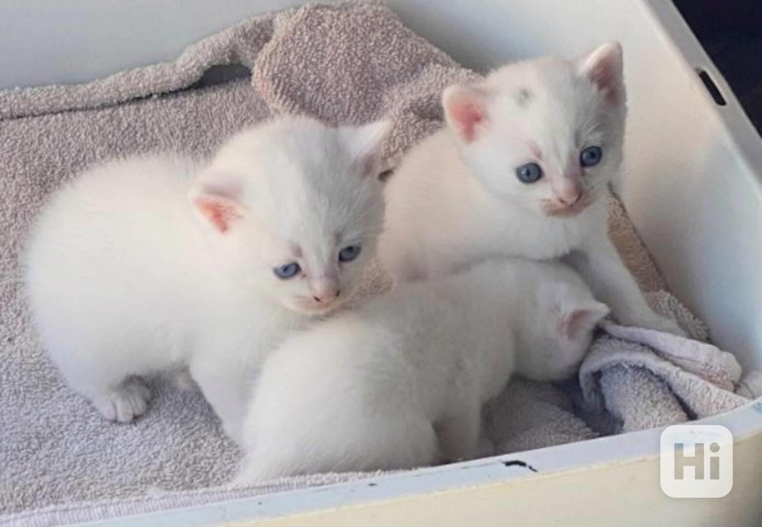 Perská koťata - foto 1