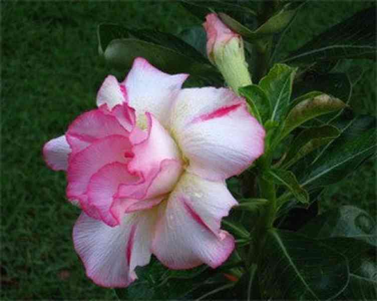 semena Adenium obesum amazing thailand