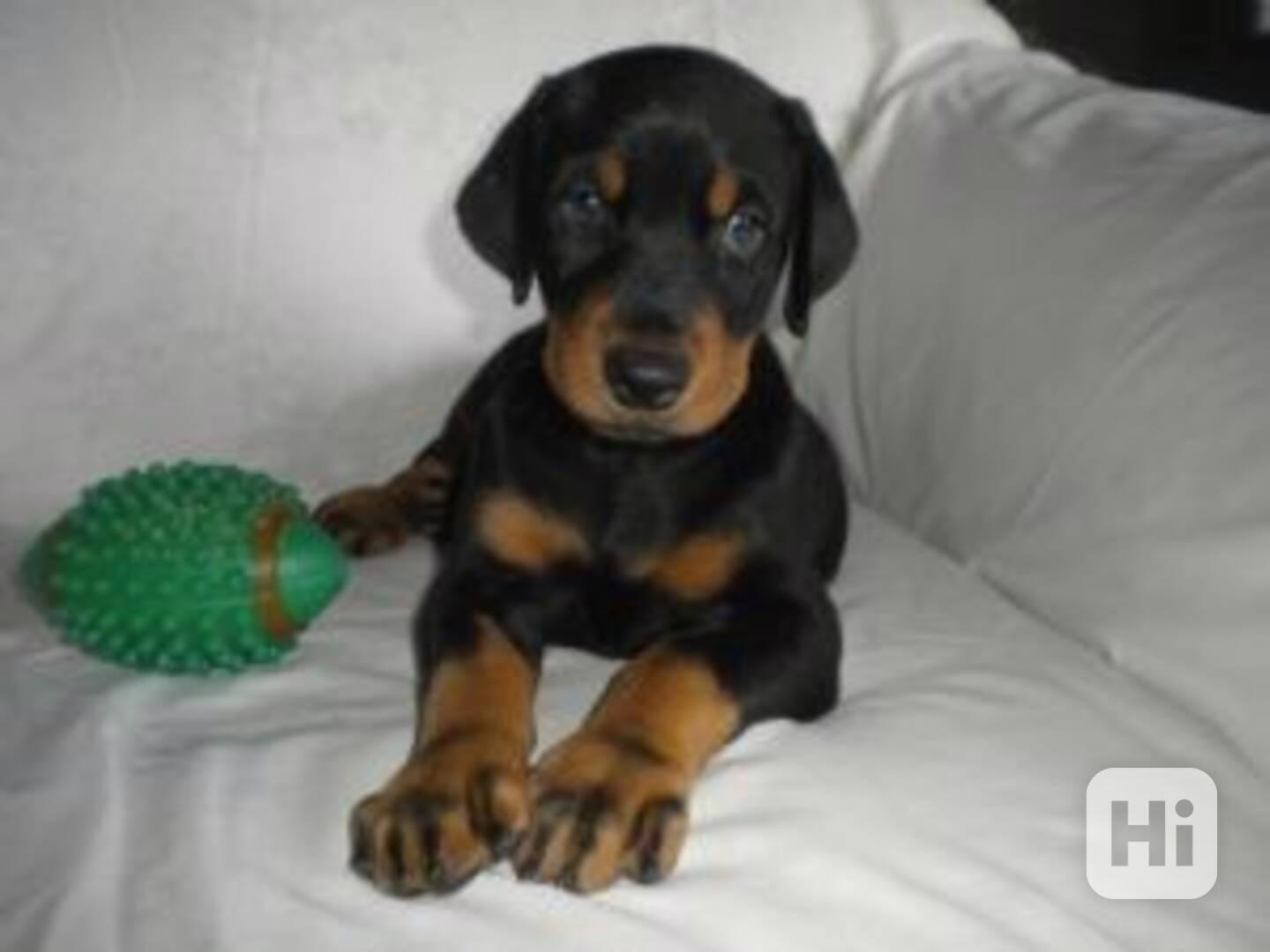 Štěňata dobermana krásně vypadající. - foto 1