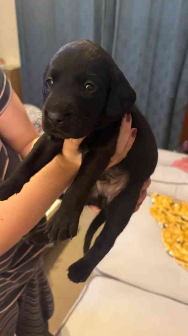 Labradorský retrívr s PP - foto 1