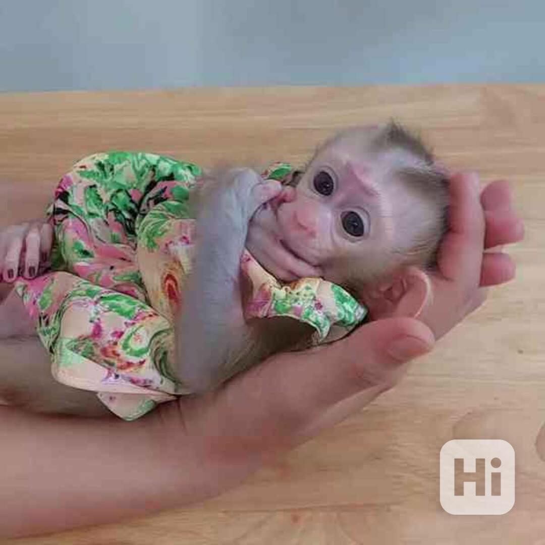 Zdravé opice kapucíny k adopci - foto 1