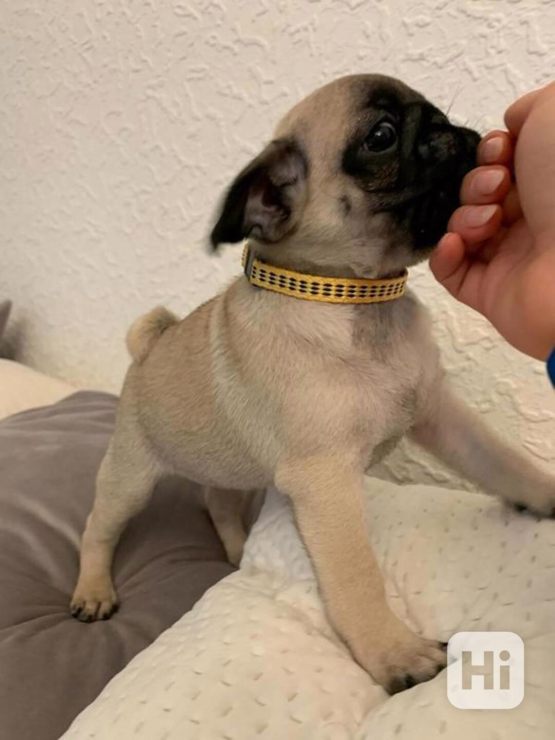  Mops štěňata bez PP - foto 1