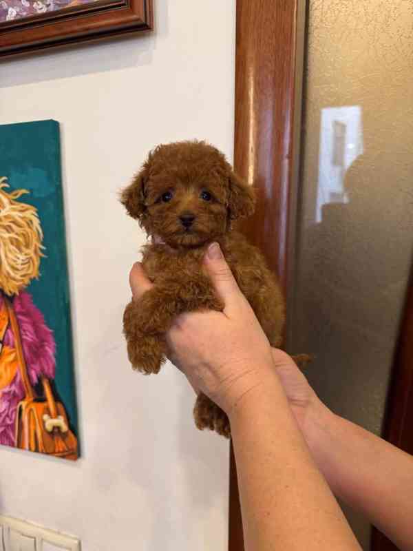 Krásná štěňata pudlů k dispozici - foto 4