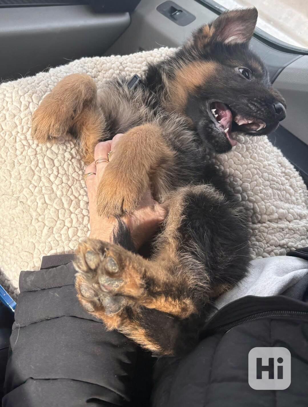 Silná štěňata německého ovčáka s pp ## - foto 1