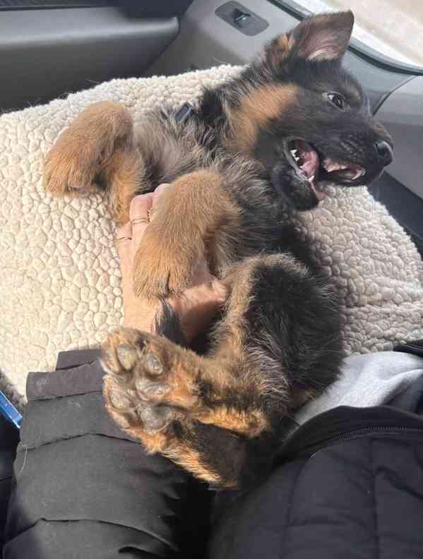 Silná štěňata německého ovčáka s pp ##