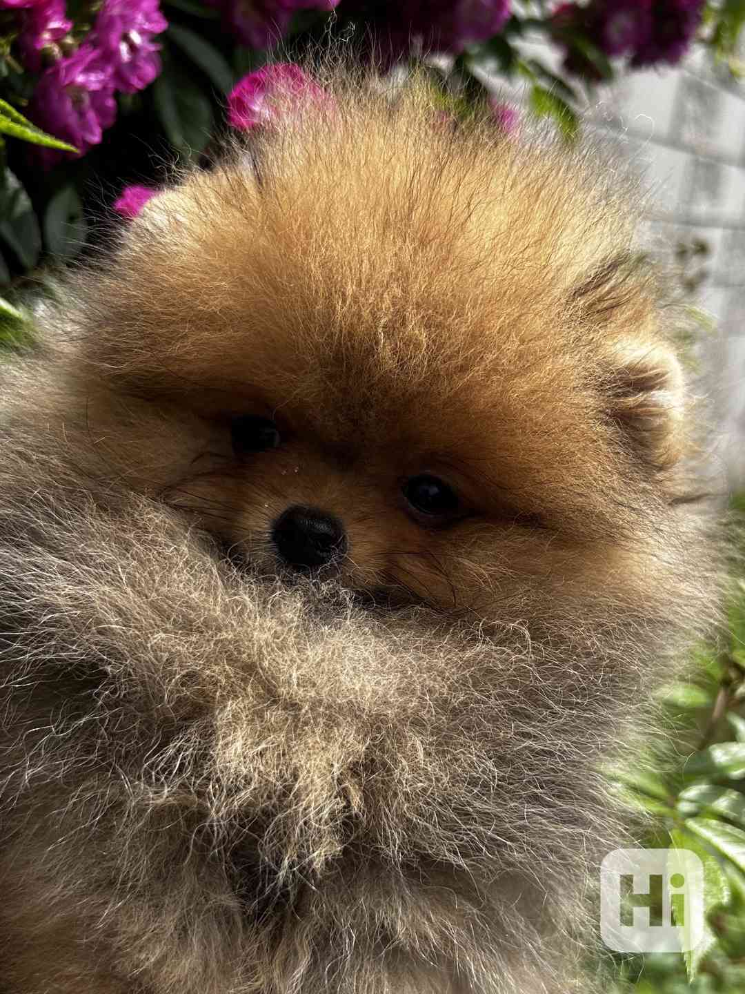 Štěně Pomeranian - foto 1