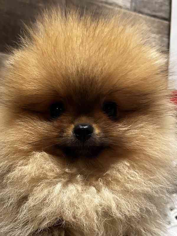 Štěně Pomeranian - foto 2