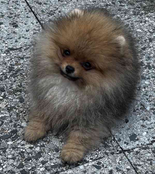 Štěně Pomeranian - foto 3