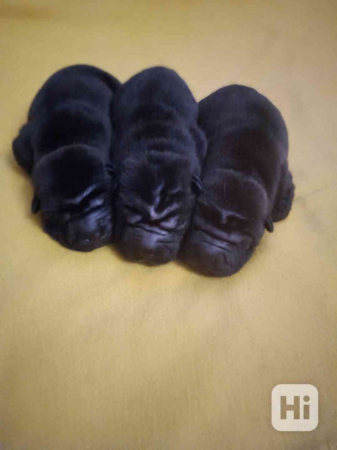 Šarpej, Shar-pei - štěňátkla s PP - foto 1