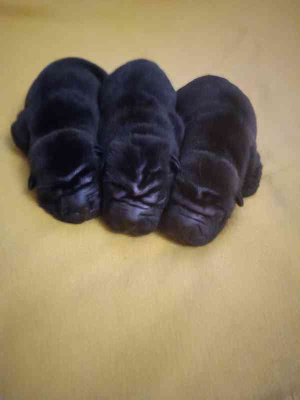 Šarpej, Shar-pei - štěňátkla s PP - foto 1