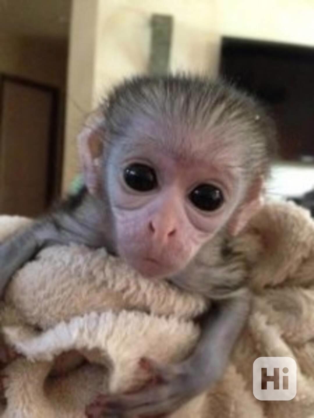 Adopce opice kapucínky - foto 1