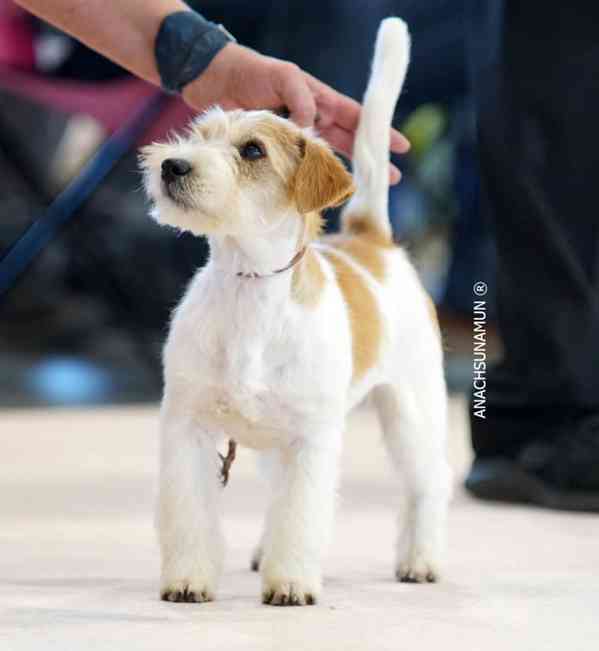 Jack Russell teriér – 1 fenka + 3 pejsci s PP k rezervaci - foto 12