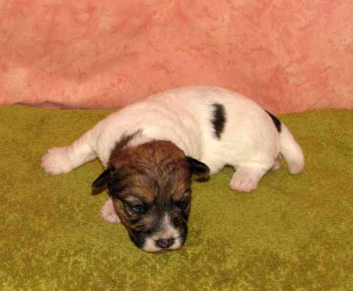 Jack Russell teriér – 1 fenka + 3 pejsci s PP k rezervaci - foto 4