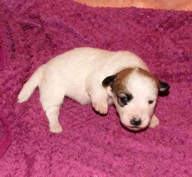 Jack Russell teriér – 1 fenka + 3 pejsci s PP k rezervaci - foto 3