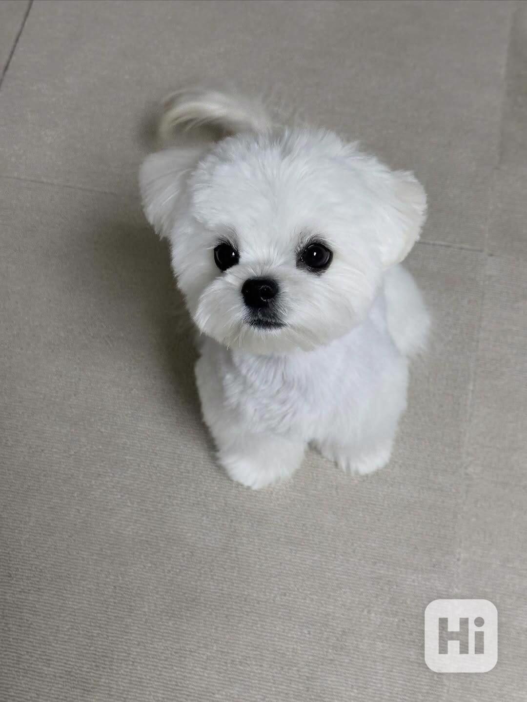 Štěně maltézského ovčáka k adopci - foto 1