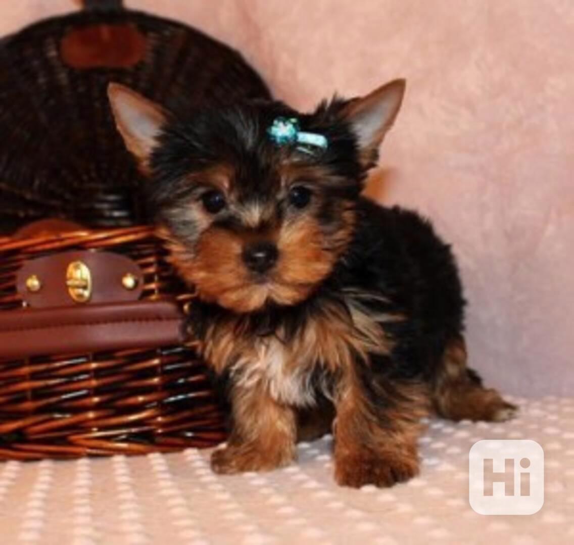 Štěňata jorkšírského teriéra k adopci - foto 1