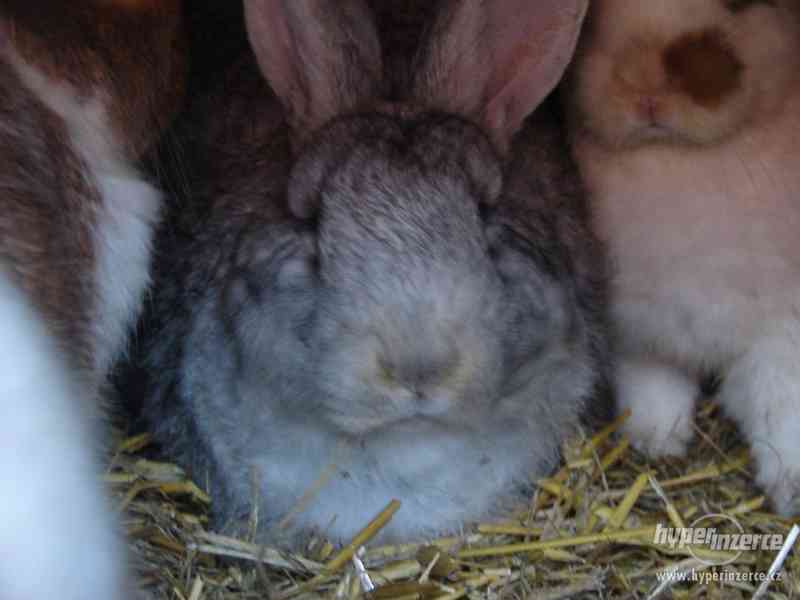 Samci králíka do chovu - foto 2