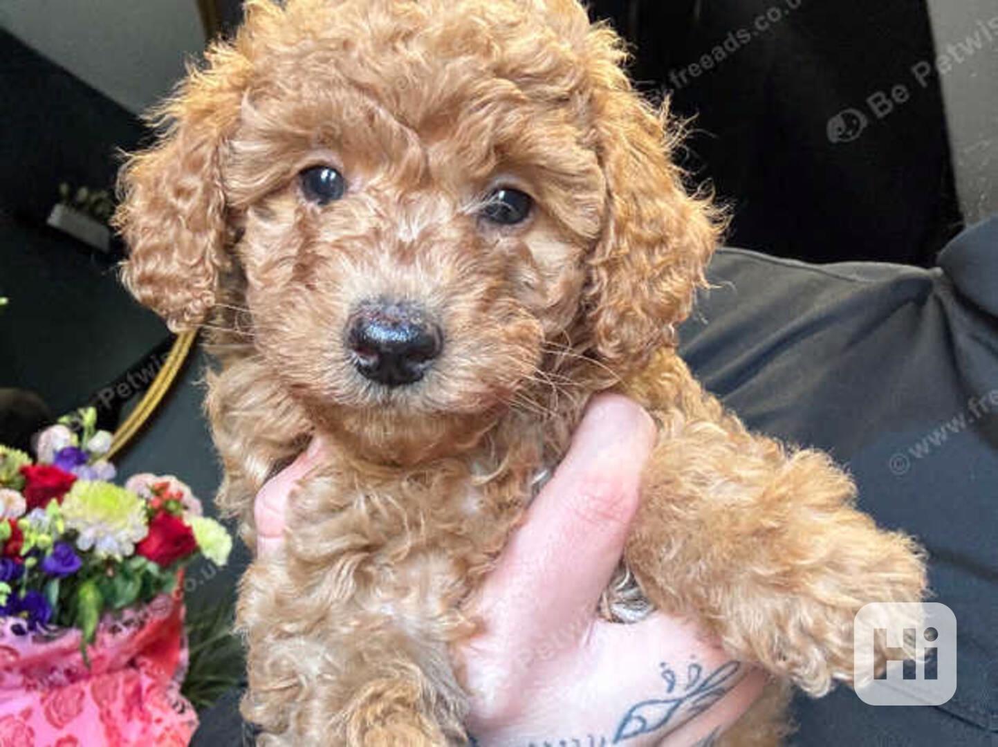 Krásná kvalitní štěňata miniaturního pudla k dispozici - foto 1