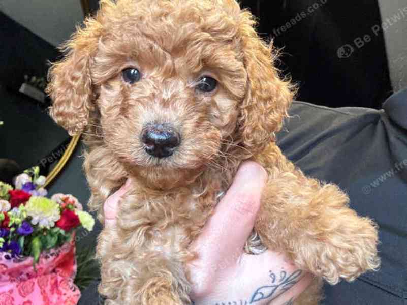 Krásná kvalitní štěňata miniaturního pudla k dispozici