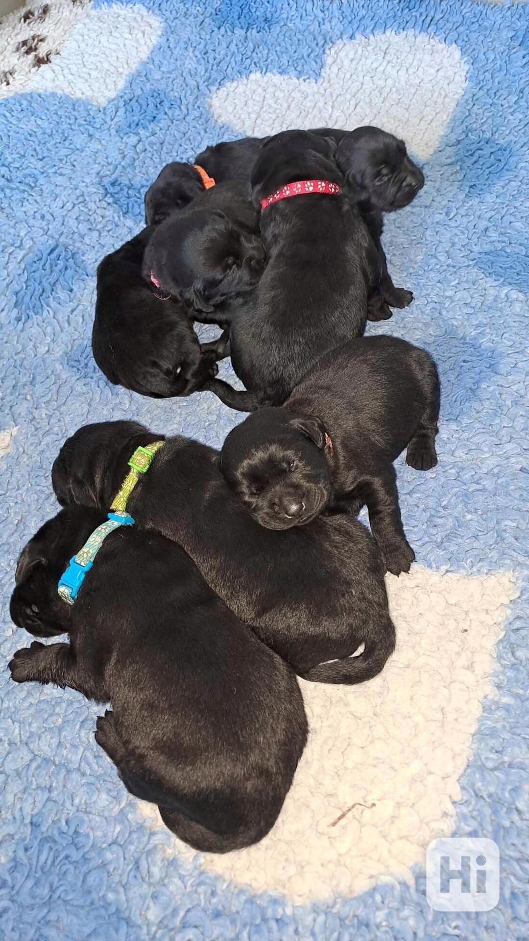 Černá štěňátka labradora s PP - foto 1