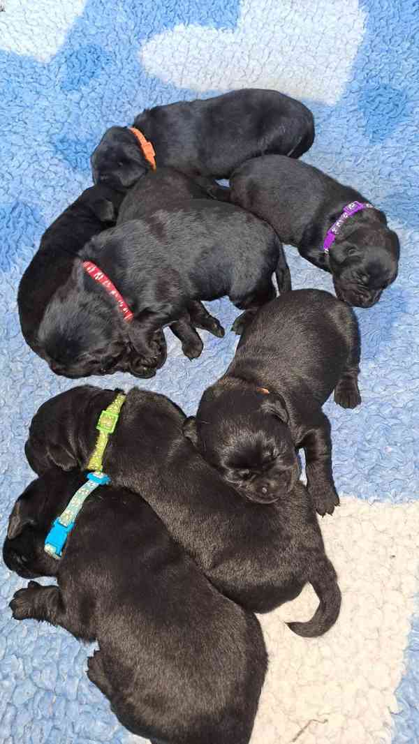 Černá štěňátka labradora s PP - foto 3