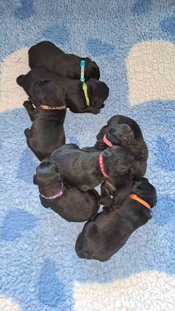 Černá štěňátka labradora s PP - foto 2
