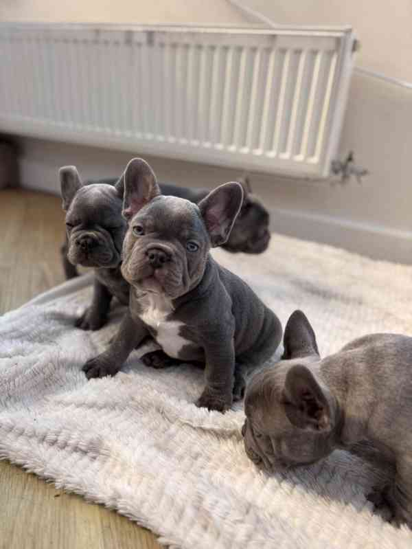 Francouzský buldoček - foto 1